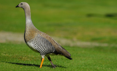 goose on grass