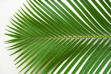 Creative tropical in Phuket Thailand green leaves layout. Nature spring concept. Flat lay.