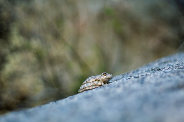 Frog on rock