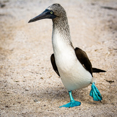 Fototapeta na wymiar Blue footed boobies, Galapagos