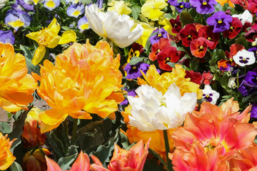 Blumenbeet mit bunten Tulpen, Tulipa