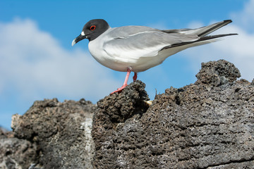 Swallow-tail Gull on rock in Galapagos