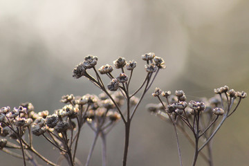 Dried tansy in foggy morning outdoor.