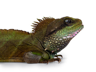 Head shot of amazing colorful adult Asian Water Dragon sitting / standing side ways on flat surface. Showing eyes and full body. Isolated on white background.