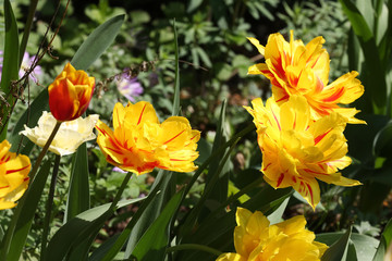 Gelbe goße Tulpenblüten, Tulipa