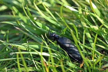 Weiblicher Schwarzblauer Ölkäfer (Meloe proscarabaeus)