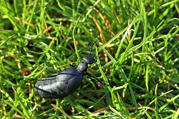 Weiblicher Schwarzblauer Ölkäfer (Meloe proscarabaeus)
