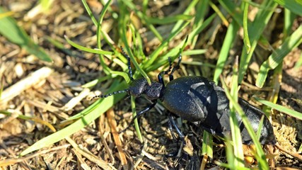 Weiblicher Schwarzblauer Ölkäfer (Meloe proscarabaeus)