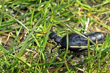 Weiblicher Schwarzblauer Ölkäfer (Meloe proscarabaeus)