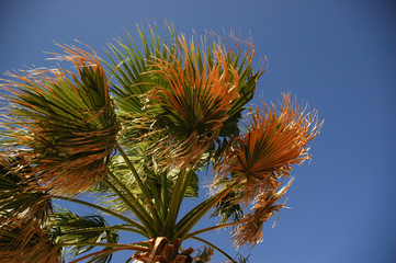 Obraz premium Palm in a windy and sunny day. We are in Sicily, Italy.
