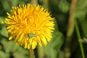 Nymphe eines Heupferds (Tettigonia) auf Löwenzahn