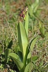 Knospendes Purpur-Knabenkraut (Orchis purpurea)