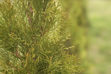White cedar Thuja occidentalis close up