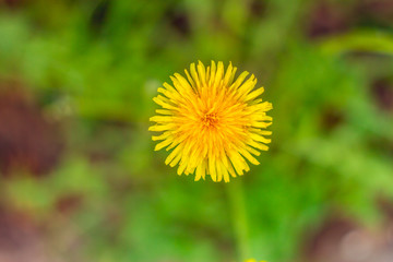 Close shot to a dandelion’s head – Details of the petals of a yellow flower in the summer
