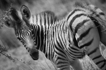 Fototapeta na wymiar young zebra