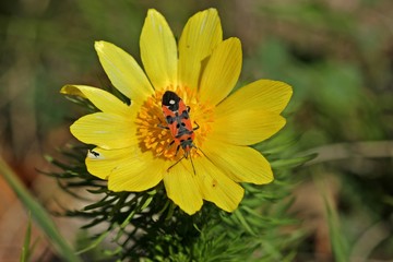 Ritterwanze (Lygaeus equestris) auf Blüte des Frühlings-Adonisröschens (Adonis vernalis)