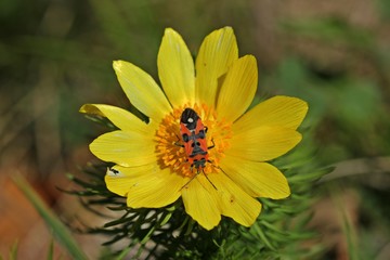 Ritterwanze (Lygaeus equestris) auf Blüte des Frühlings-Adonisröschens (Adonis vernalis)