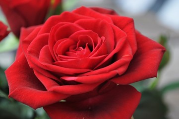 Red rose