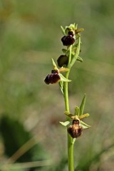 Blühende Spinnen-Ragwurz (Ophrys speghodes ssp. speghodes)