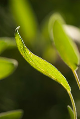 Sage Leaf Edge