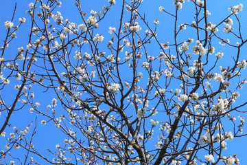 Sakura blooming on a blue background
