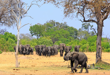 Herd of African Elephants walking forwards from the bush with an elephant in the foreground with...