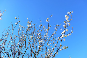 Sakura blooming on a blue background