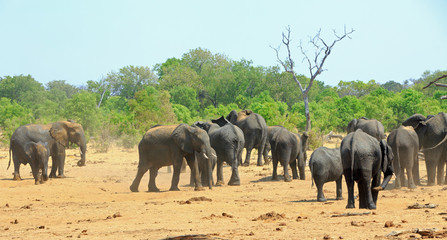 Herd of elephants standing on the dry dusty African plains in Hwange National Park dusting themselves to keep cool. The temperatures can easily reach 100 degrees