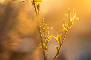 Blurred background of the green plant under the sun rays in the foggy morning.