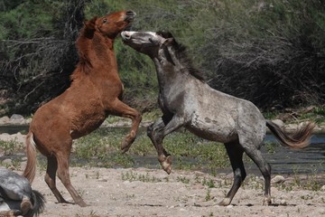 Two horses get into a scuffle.