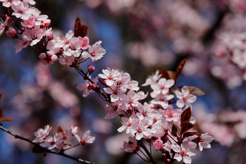 Branch of prunus serrulata japanese cherry in the spring time garden