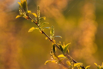 Beautiful green plant under the sun rays in the morning.