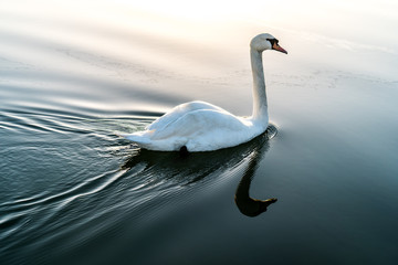 Fototapeta premium white swan on a lake