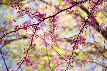 Pink flowering redbud tree in the spring