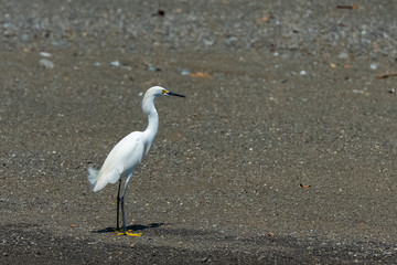 White egret, majestic bird standing on the shore 