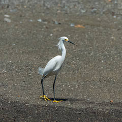 White egret, majestic bird standing on the shore 