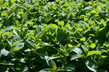Close up of fresh green mint leaves in direct sunlight, in a summer garden, soft focus