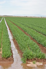Fototapeta na wymiar Arizona's irrigated carrot crop