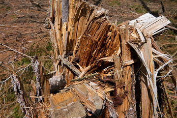 Forest cut down. Ruined forest in national park after storm