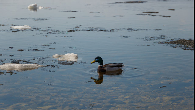 A flock of wild ducks swimming in the river after winter. Ducks swim in winter ice water. Conceptual snapshot of wildlife