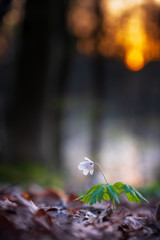 Buschwindröschen im dunklen Wald mit goldenem Sonnenuntergang