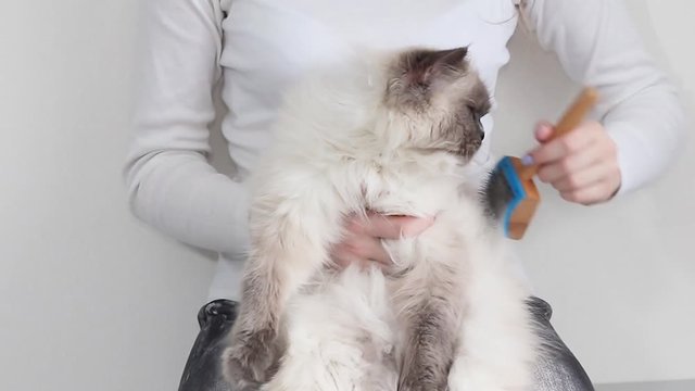  Woman combing fur of longhaired and fluffy cat. Cat enjoying while being brushed.