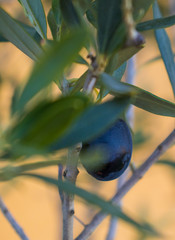 Obraz na płótnie Canvas Olive an Ölbaum