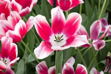 Tulip Gardens, Keukenhof, Netherlands