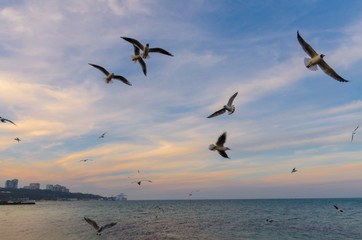Seagul birds on the sea in the summer season