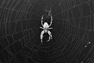 Obraz premium European Cross Spider (Araneus Diadematus) On Web