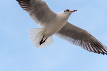 Obraz premium Seagul birds on the sea in the summer season