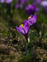Purple Crocus flowers on the sunny lawn. Close up.