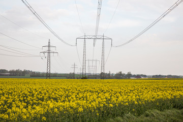 Swedish field in spring