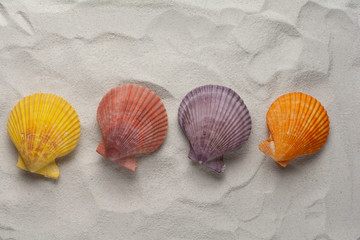 Fototapeta na wymiar Color seashells